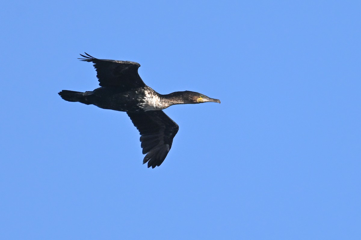 Great Cormorant (White-breasted) - ML619717137