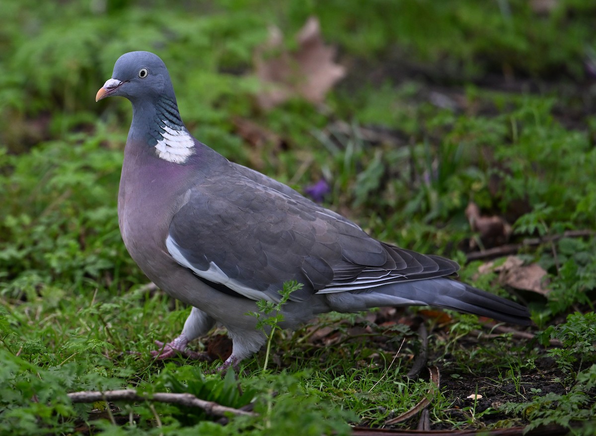 Common Wood-Pigeon - ML619717147