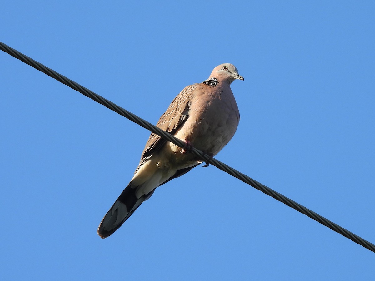Spotted Dove - ML619717195