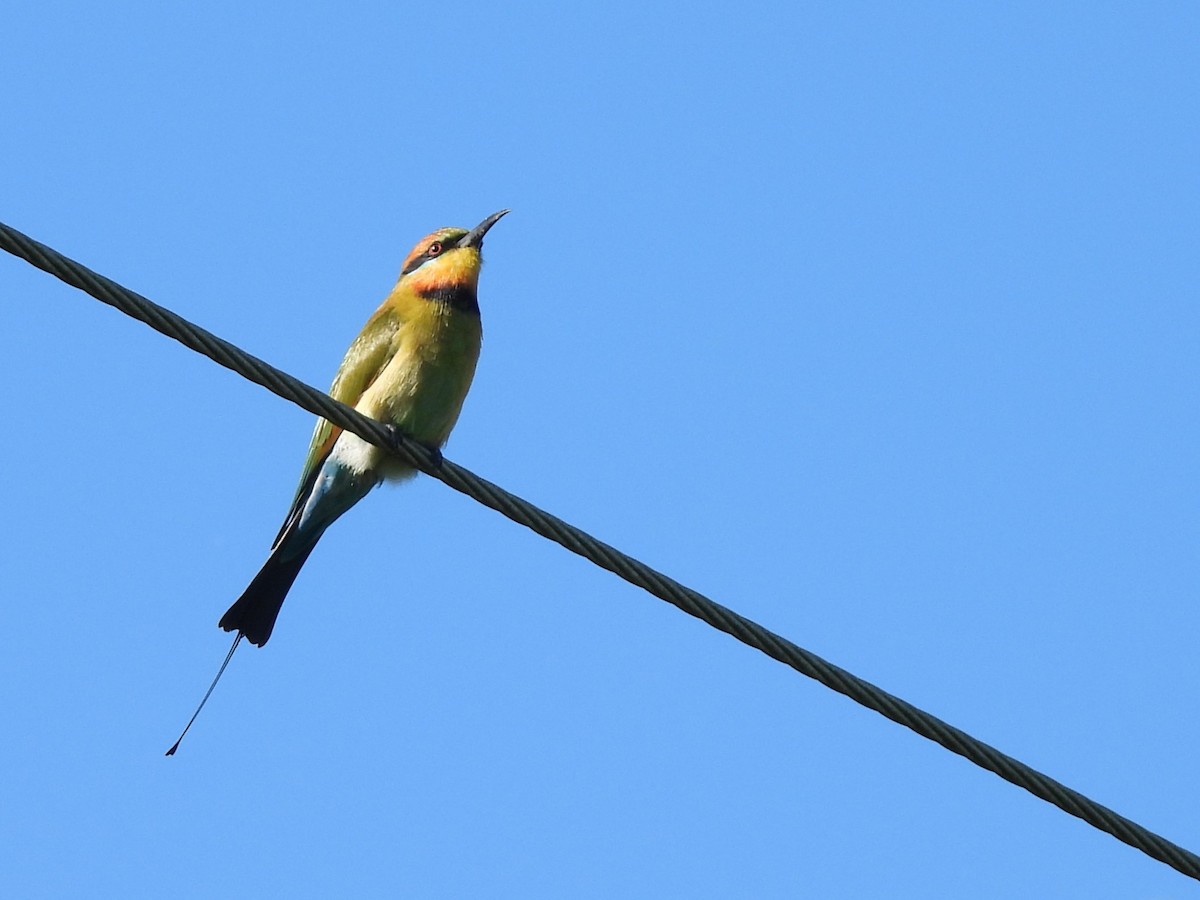 Rainbow Bee-eater - ML619717219