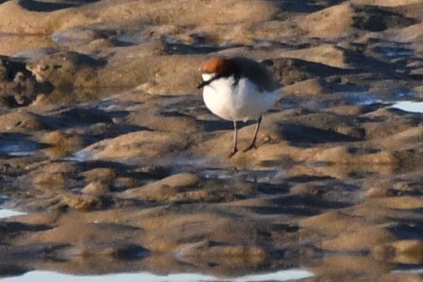Red-capped Plover - ML619717242