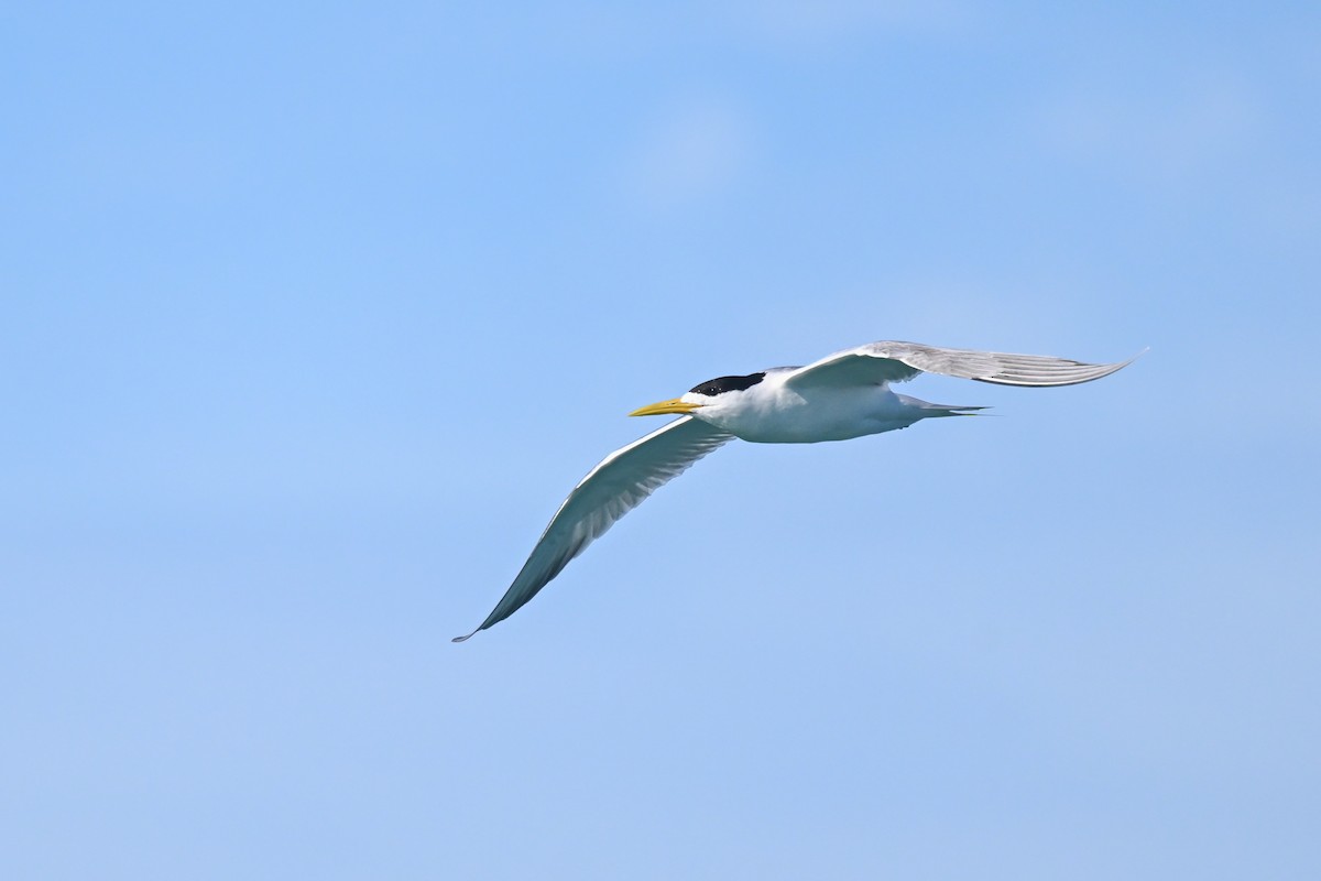 Great Crested Tern - ML619717252