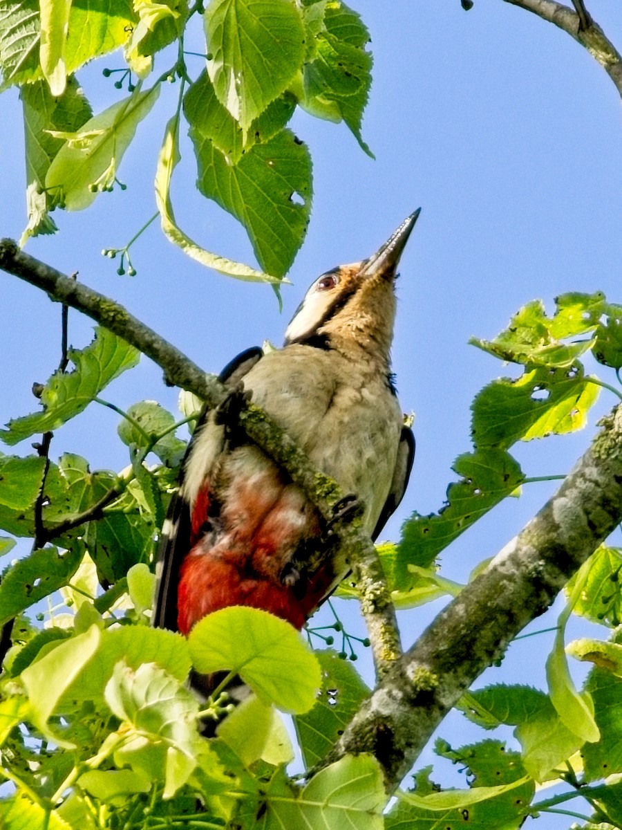 Great Spotted Woodpecker - ML619717341
