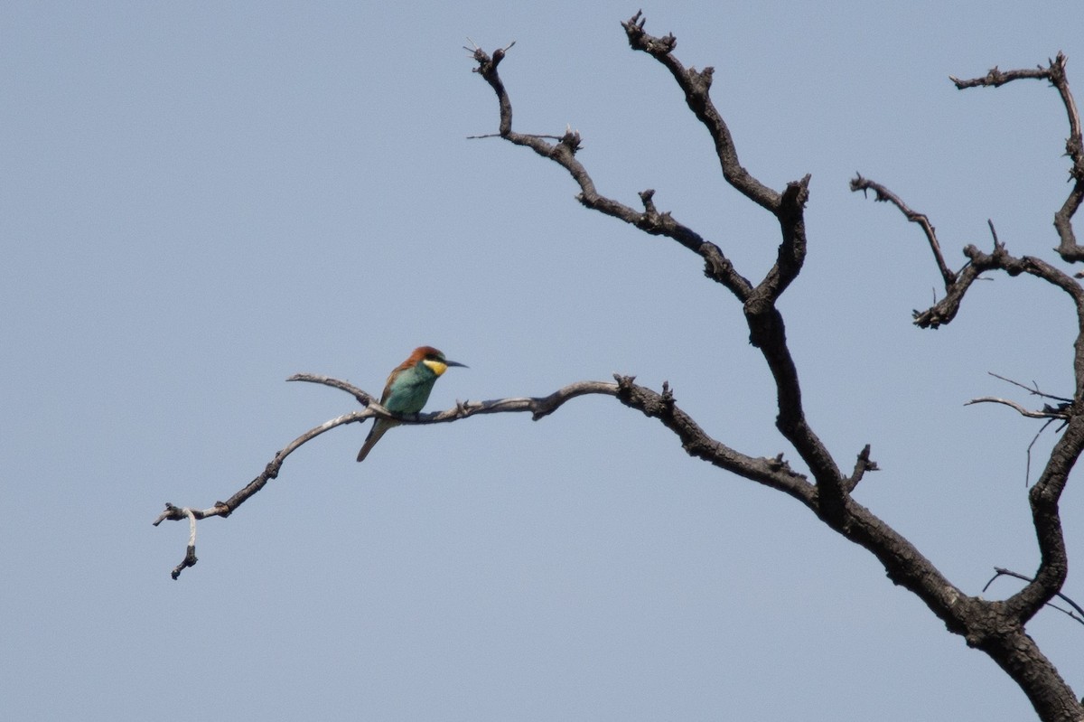 European Bee-eater - ML619717343