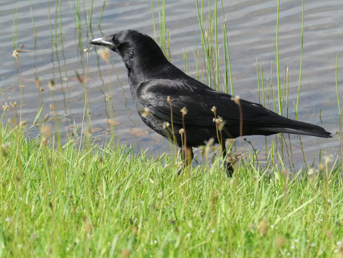 crow sp. - ML619717364