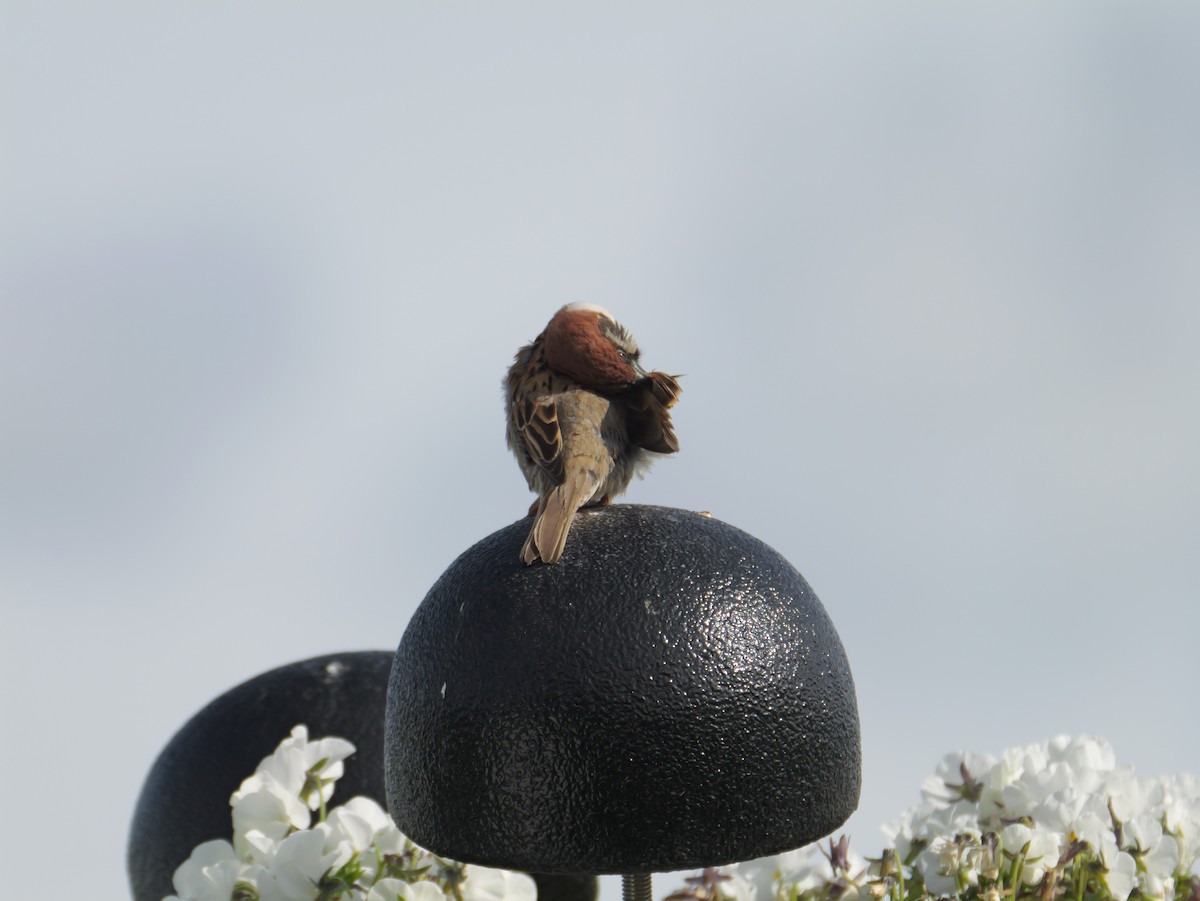 Eurasian Tree Sparrow - ML619717371