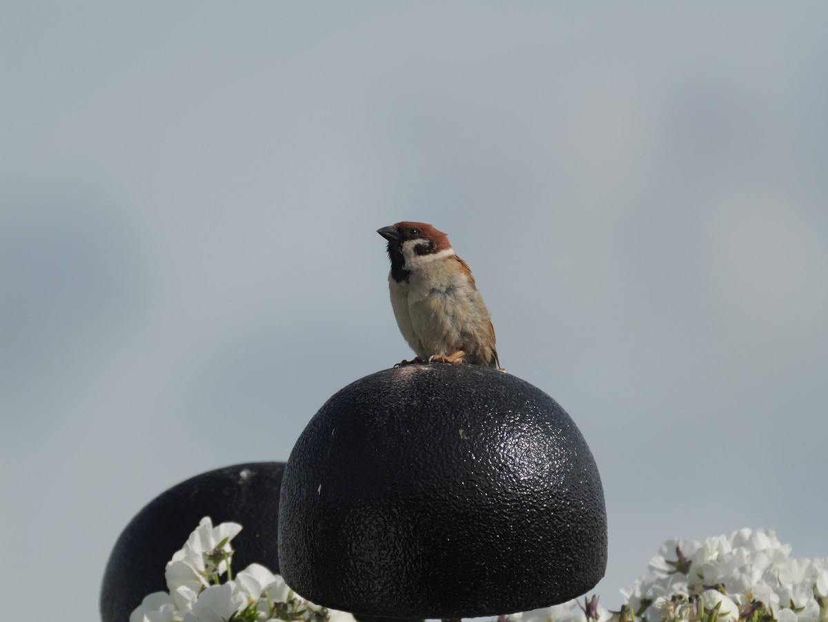 Eurasian Tree Sparrow - ML619717372