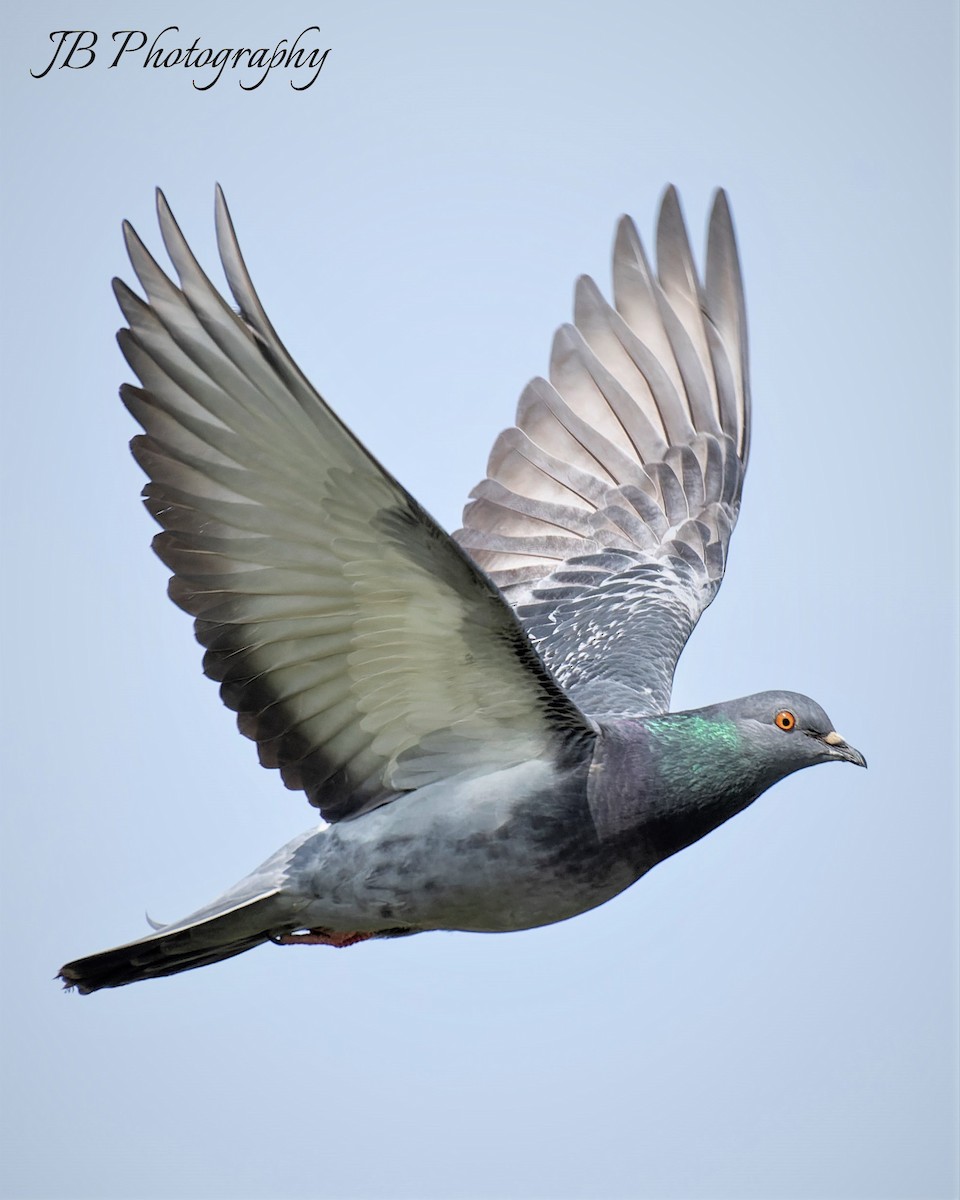 Rock Pigeon (Feral Pigeon) - ML619717403