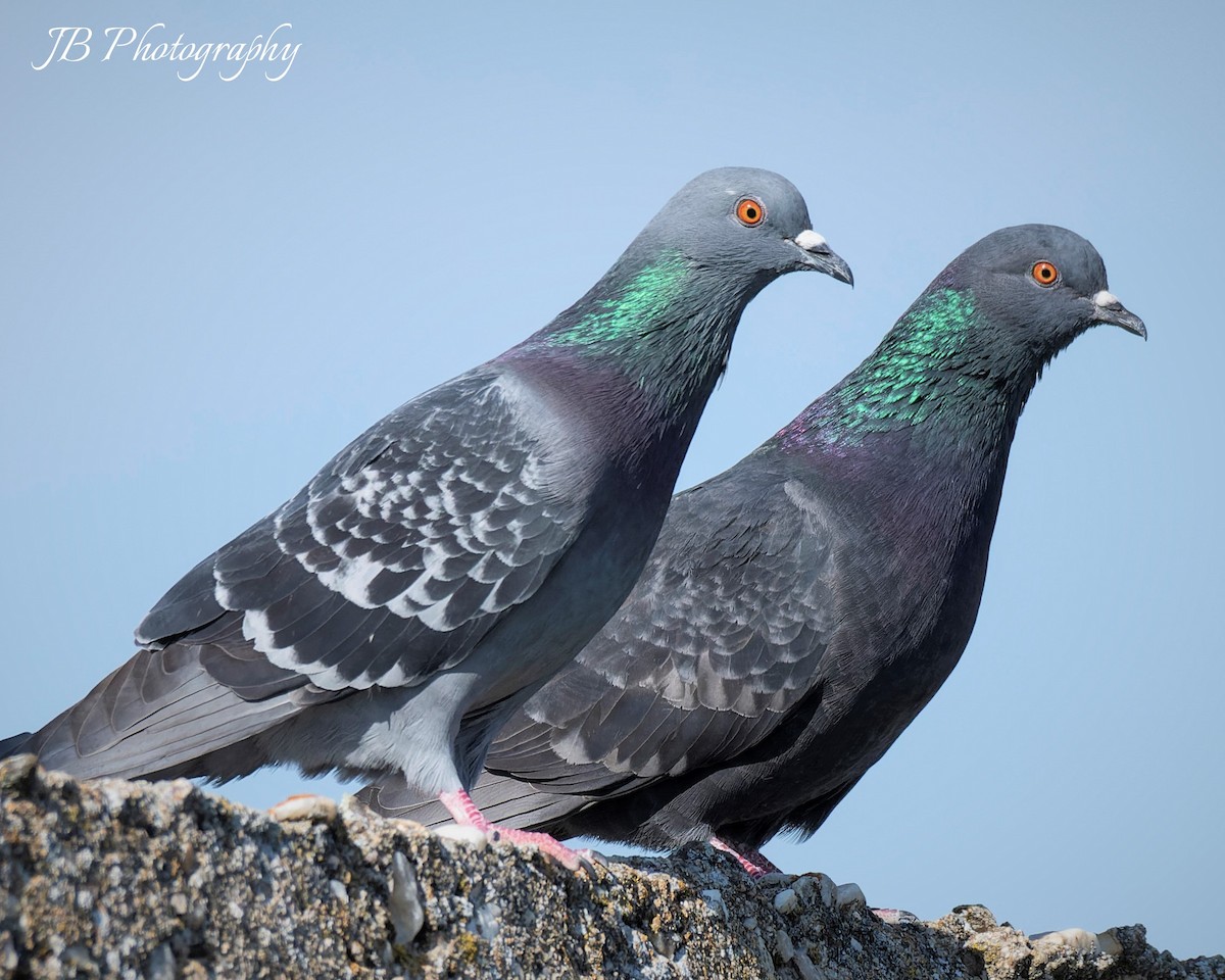 Rock Pigeon (Feral Pigeon) - ML619717404