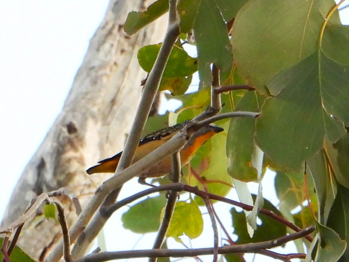 Spotted Pardalote - ML619717424