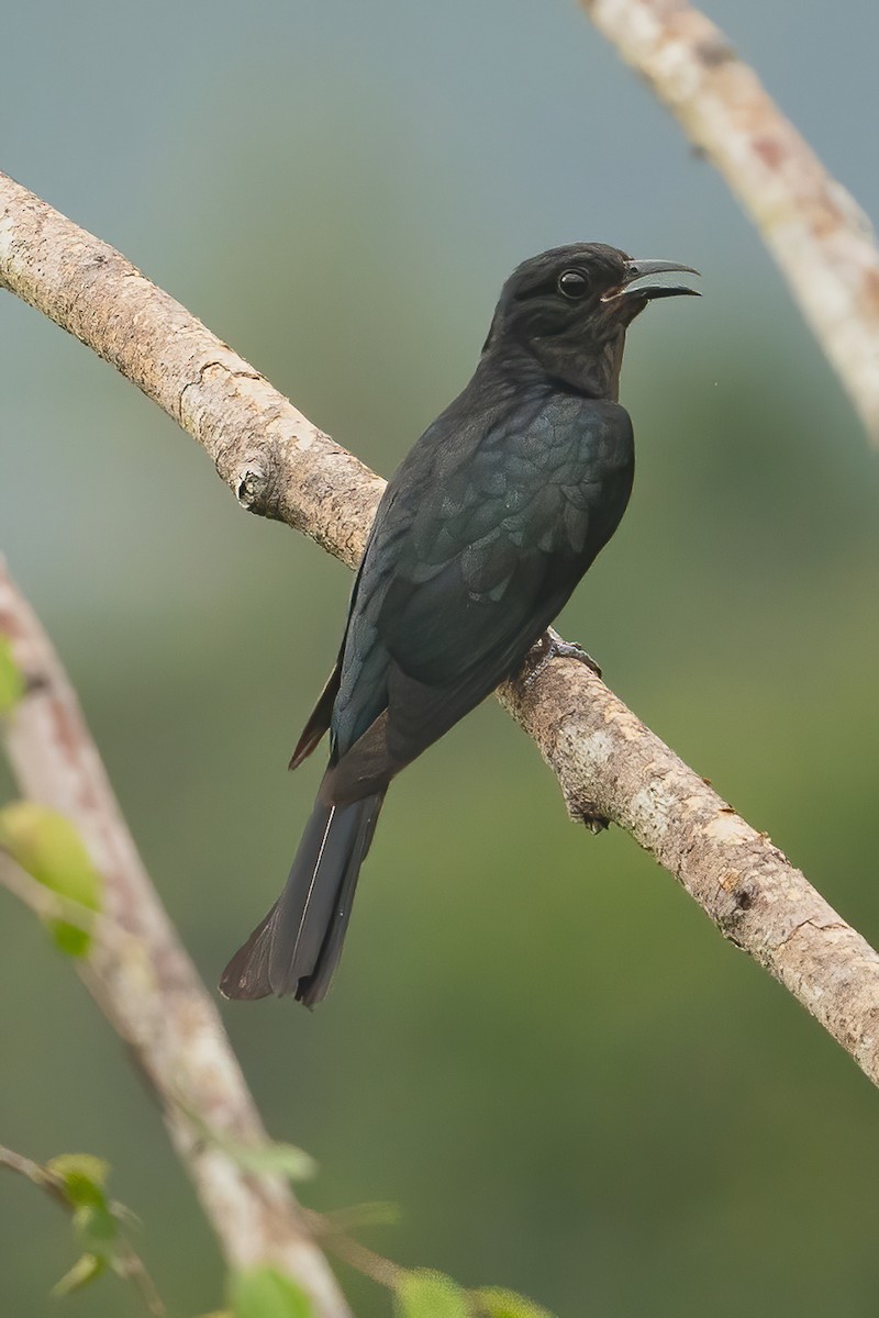 Square-tailed Drongo-Cuckoo - ML619717445