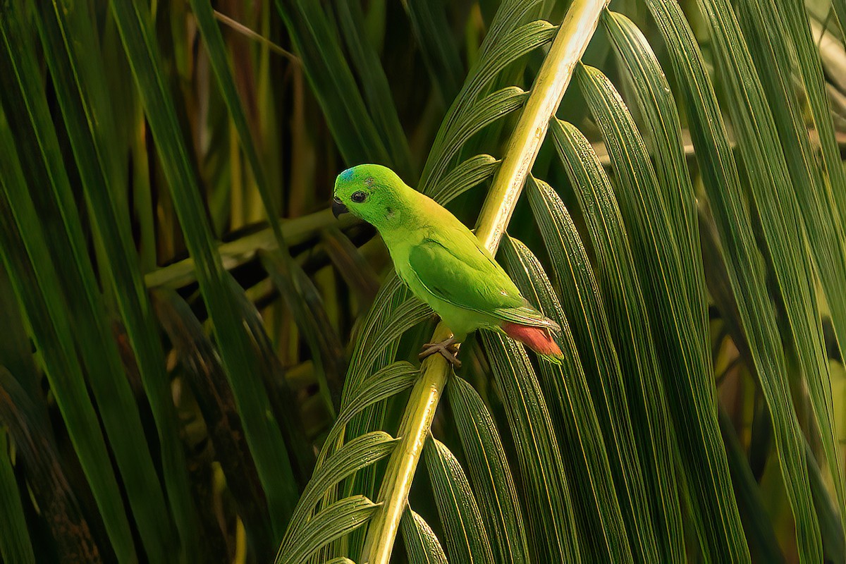 Blue-crowned Hanging-Parrot - ML619717471