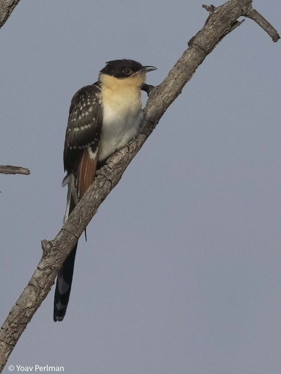 Great Spotted Cuckoo - ML619717487