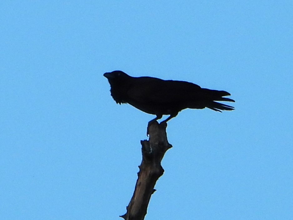 Australian Raven - ML619717490
