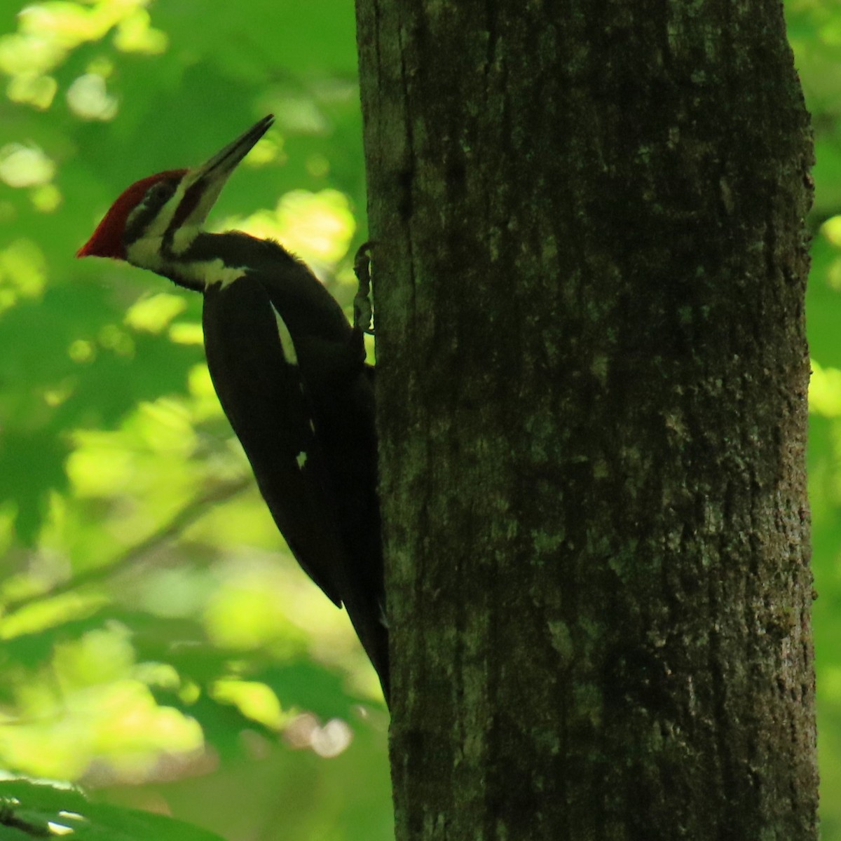 Pileated Woodpecker - ML619717503