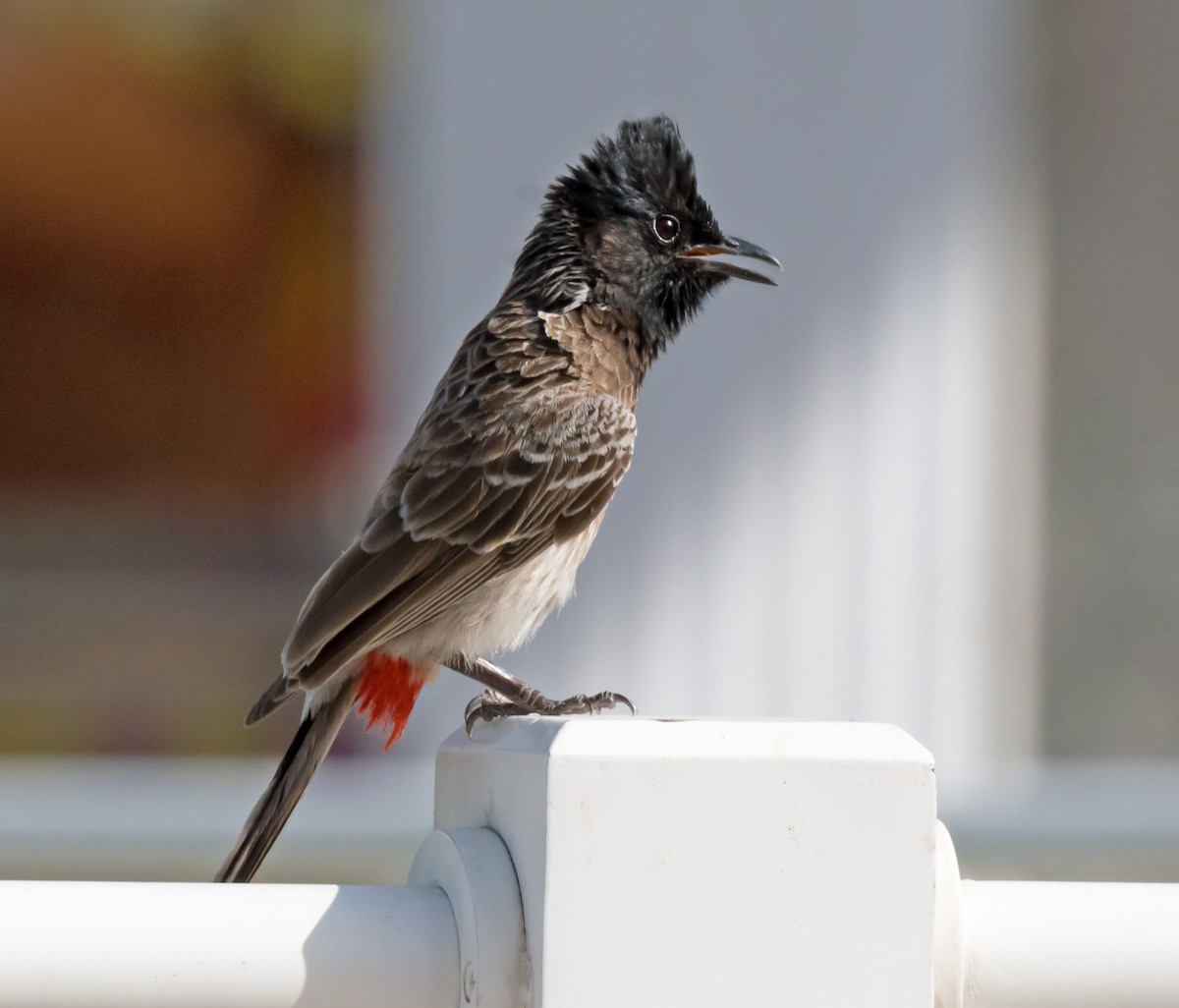 Red-vented Bulbul - ML619717517