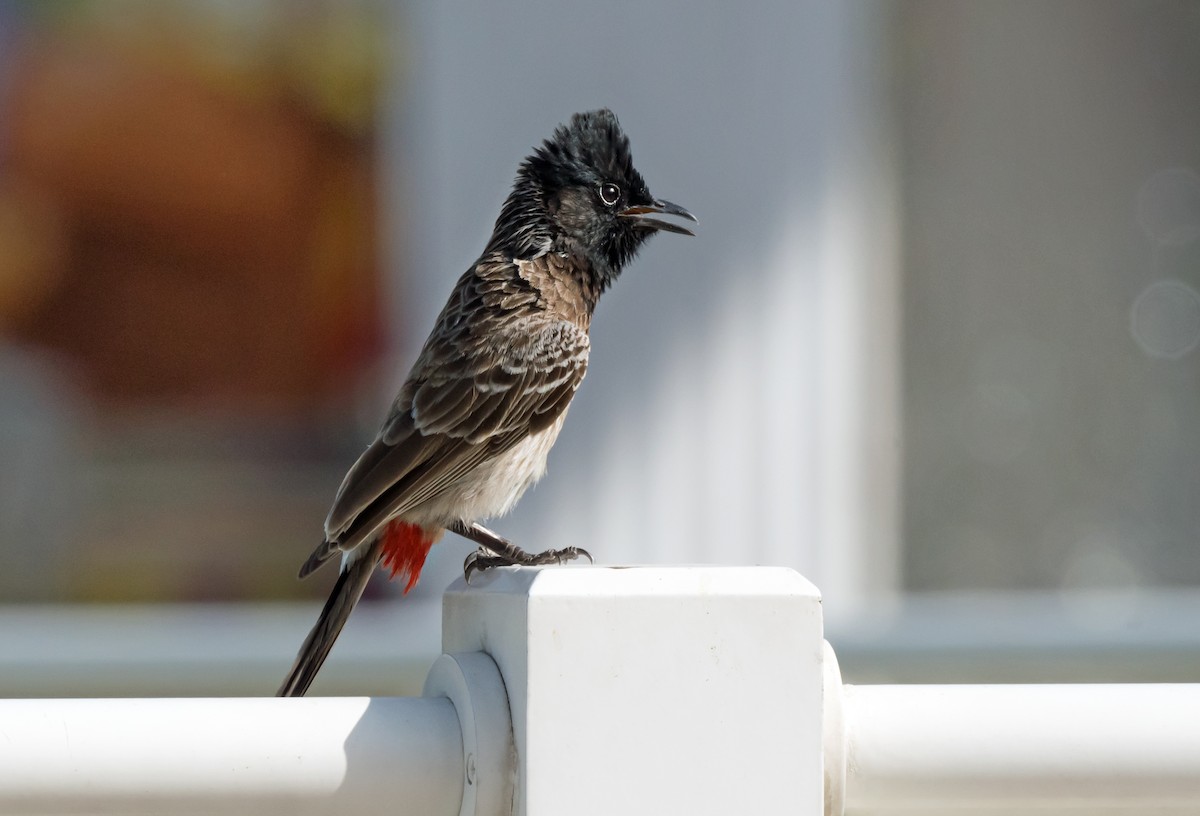 Red-vented Bulbul - ML619717518