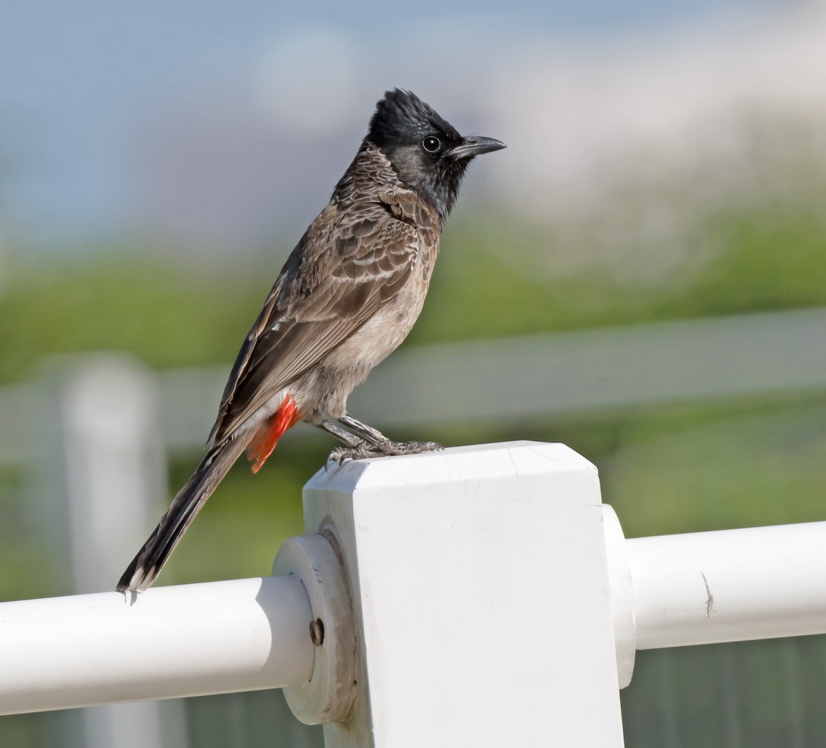 Red-vented Bulbul - ML619717519