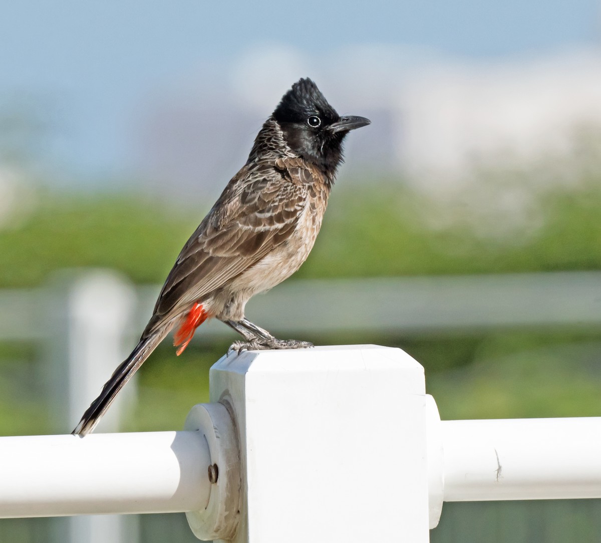 Red-vented Bulbul - ML619717520