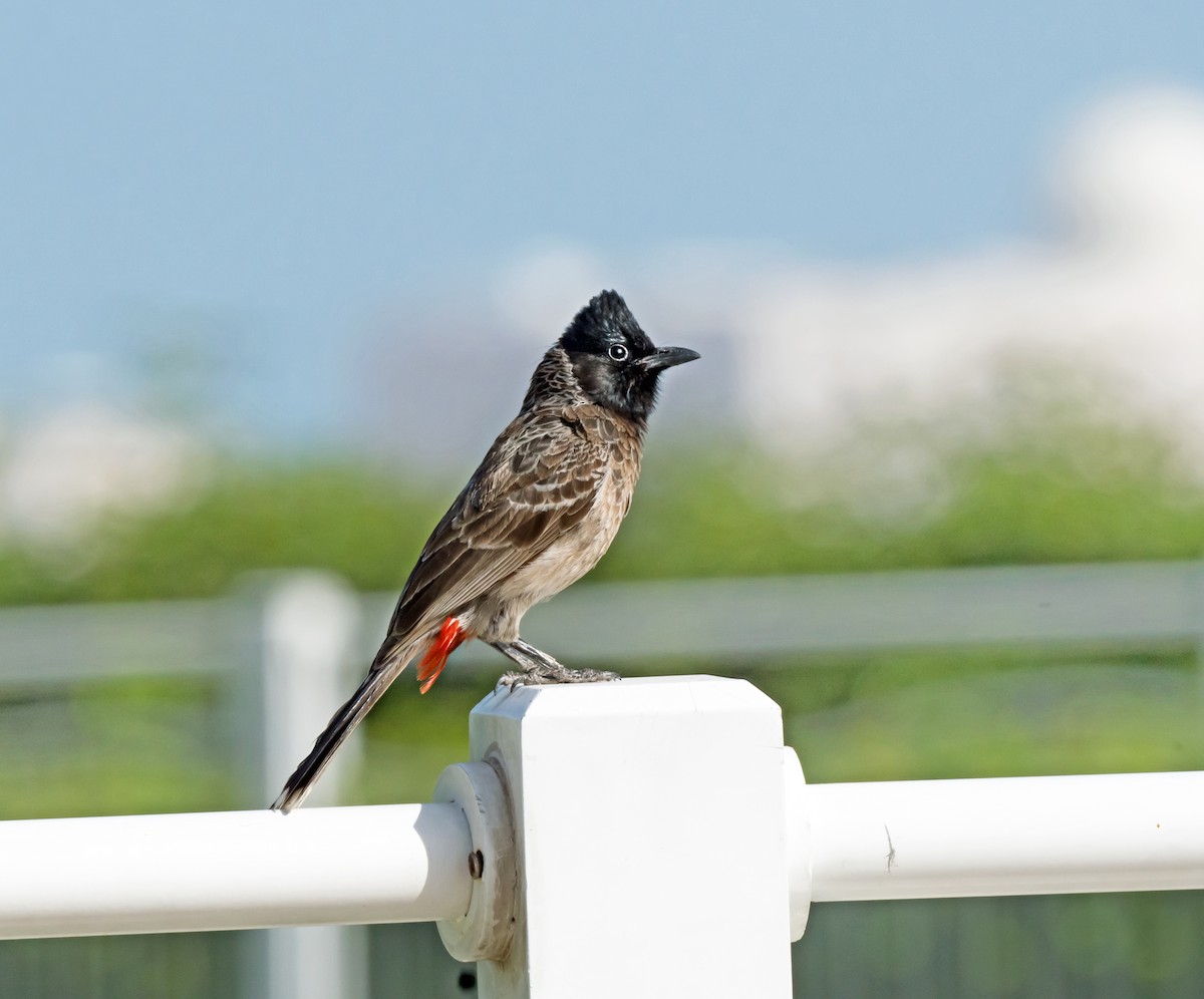 Red-vented Bulbul - ML619717521