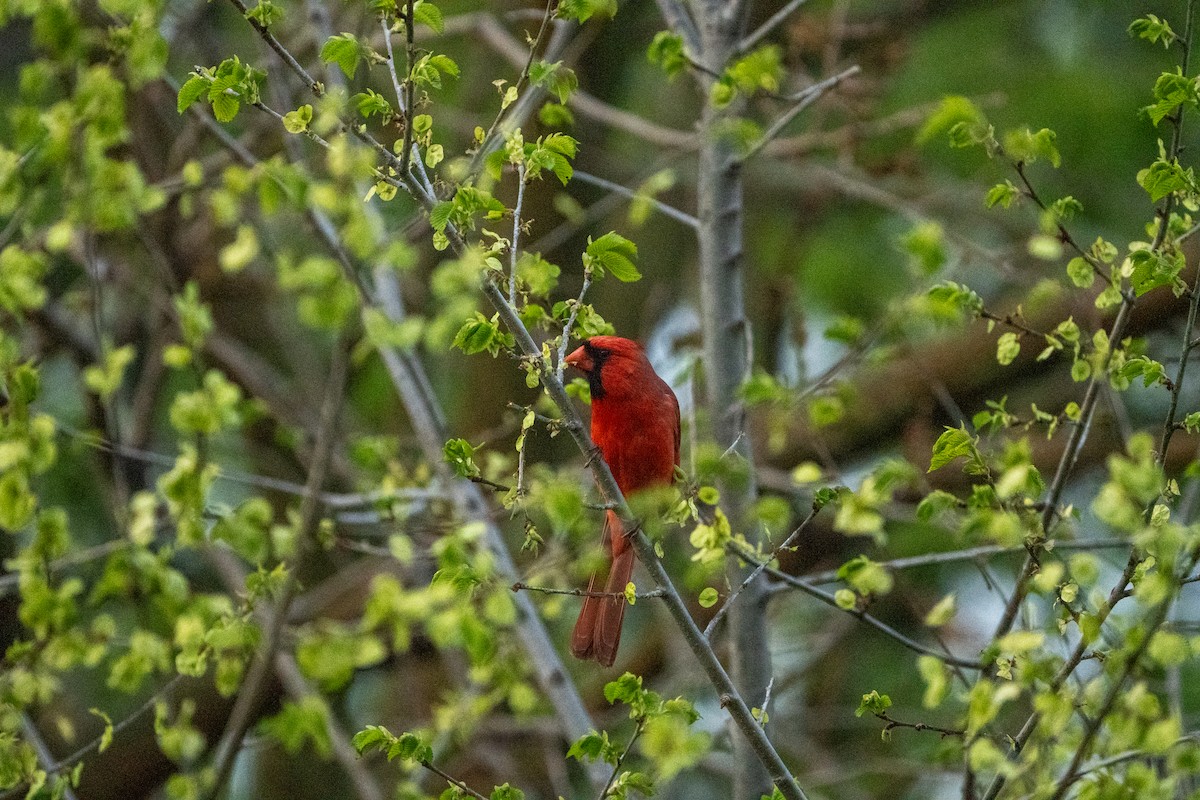 Cardinal rouge - ML619717612