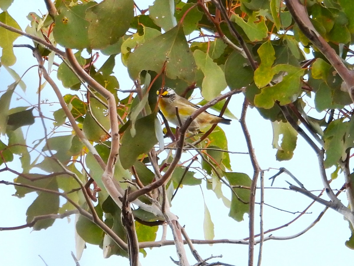Çizgili Panterkuşu (ornatus) - ML619717616
