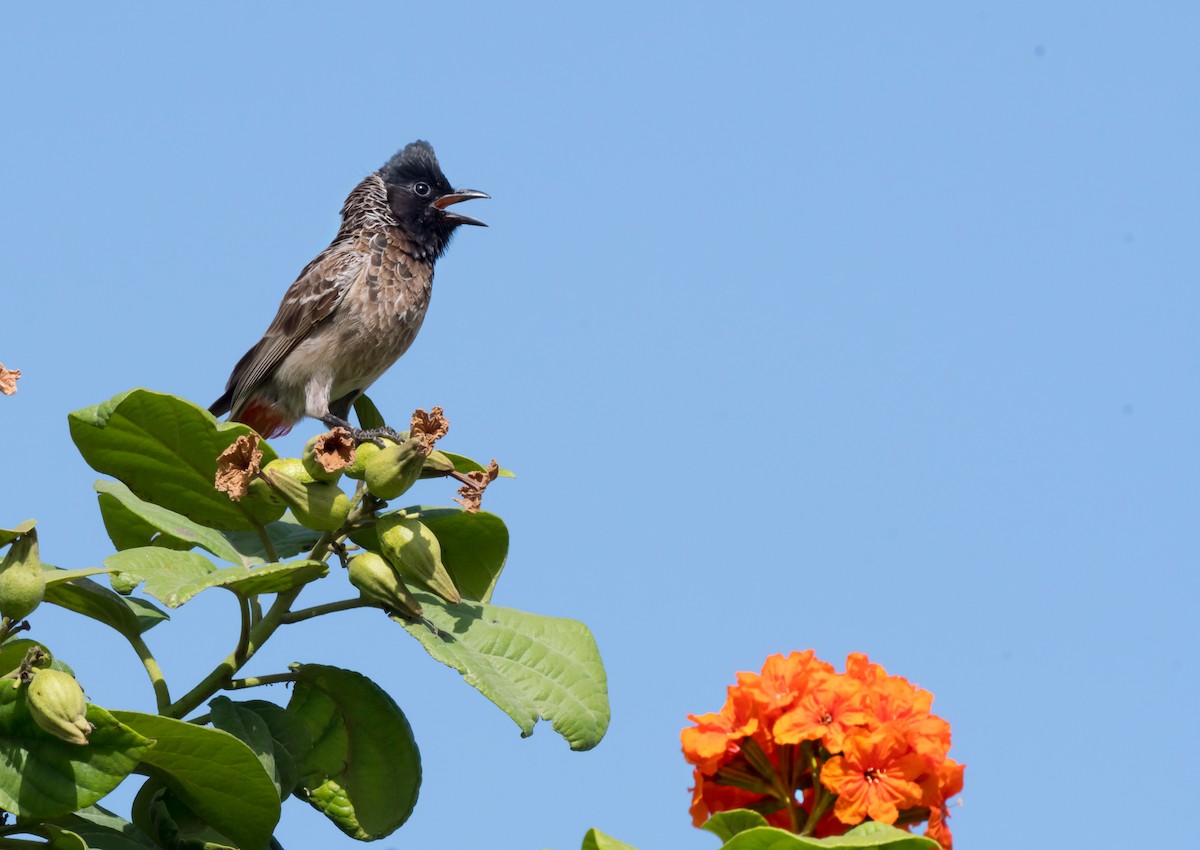 Red-vented Bulbul - ML619717633