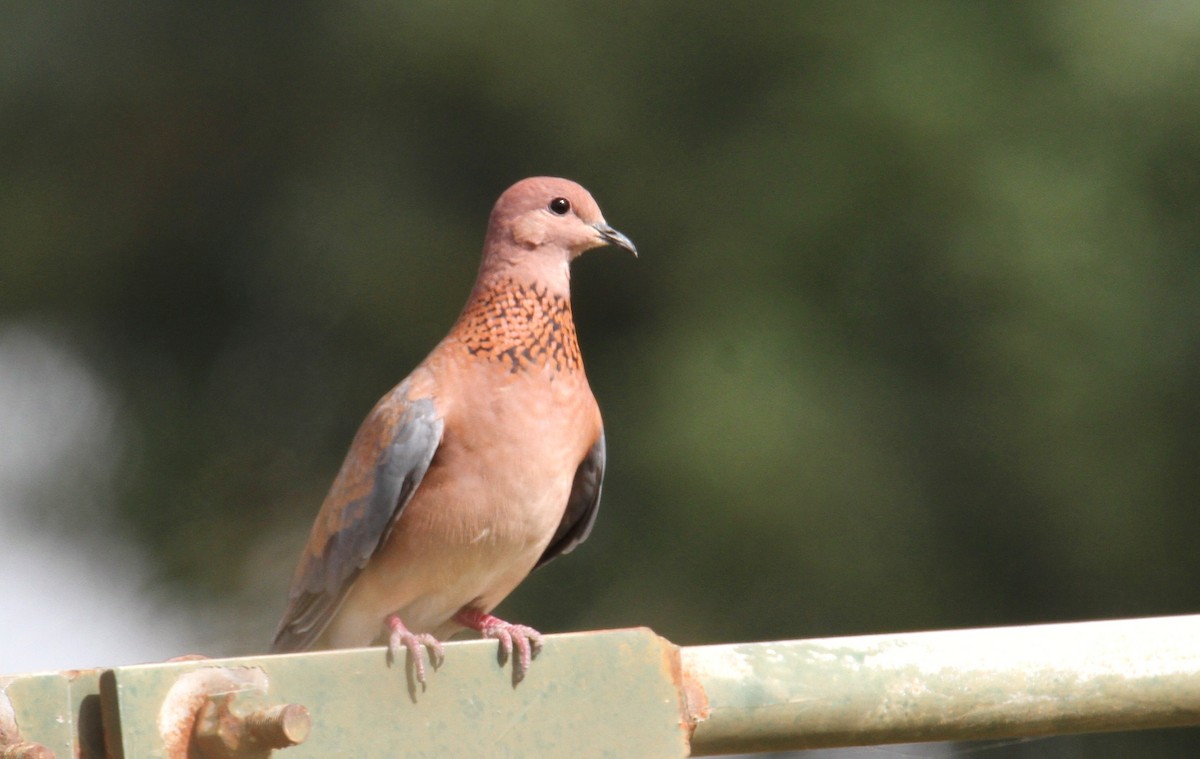 Laughing Dove - ML619717637