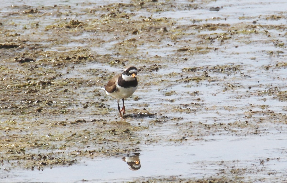 Common Ringed Plover - ML619717643