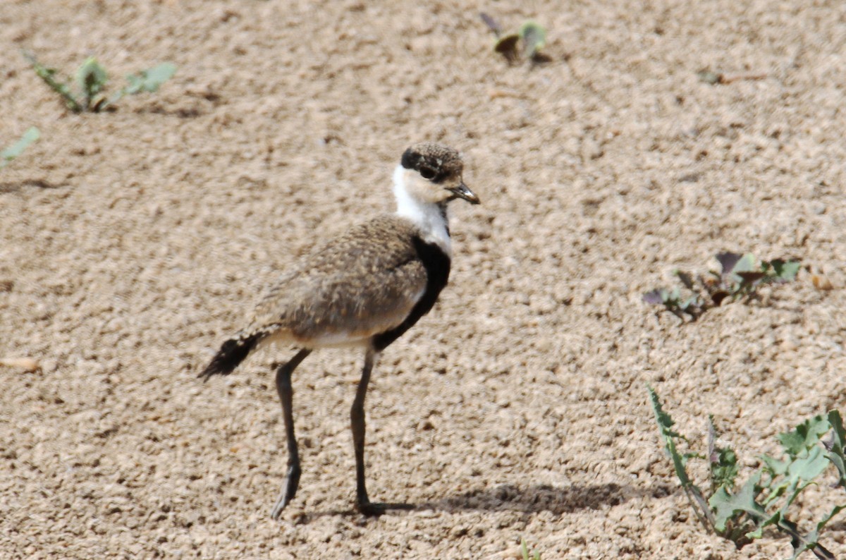 Spur-winged Lapwing - ML619717648