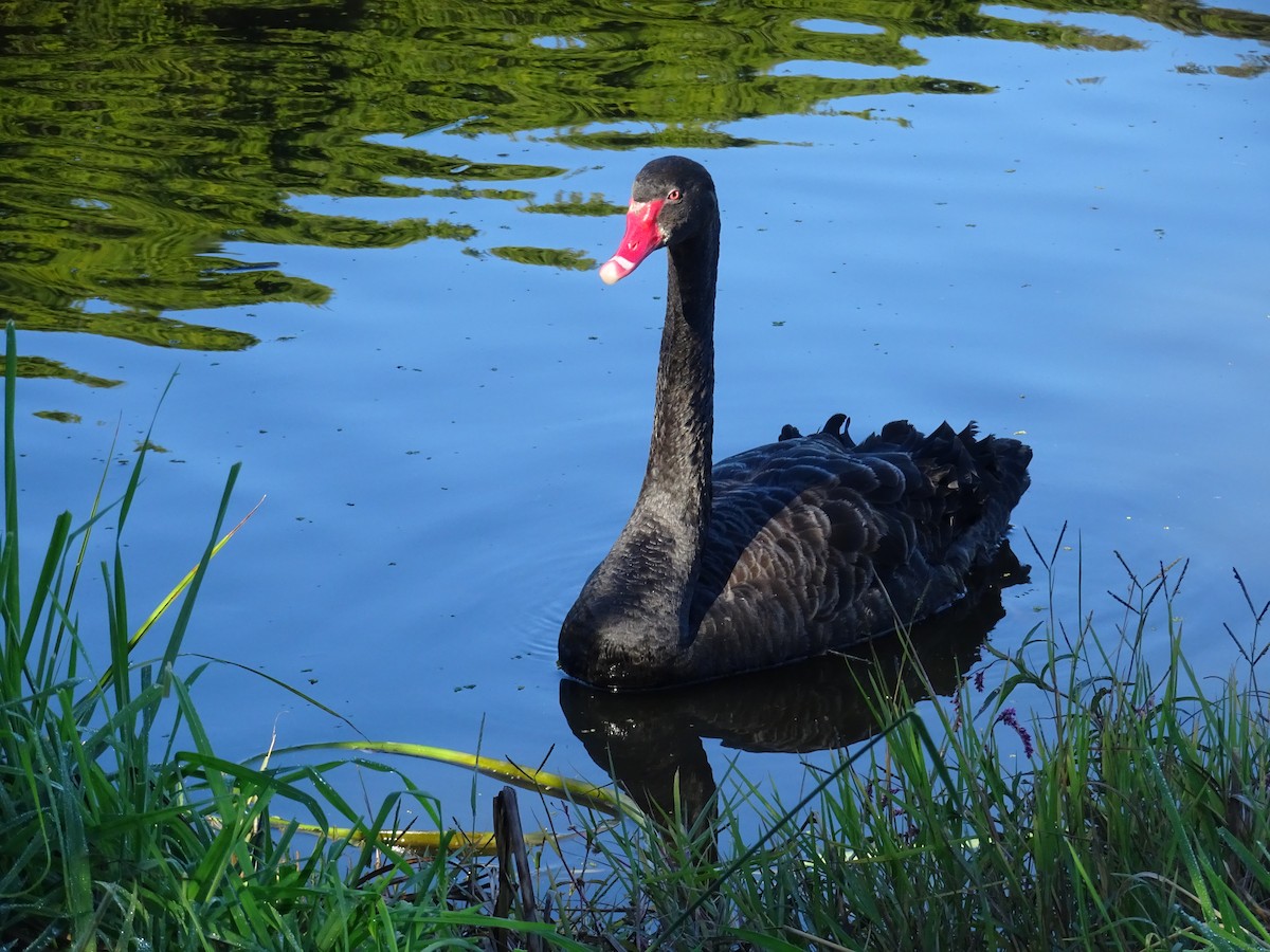 Black Swan - ML619717685