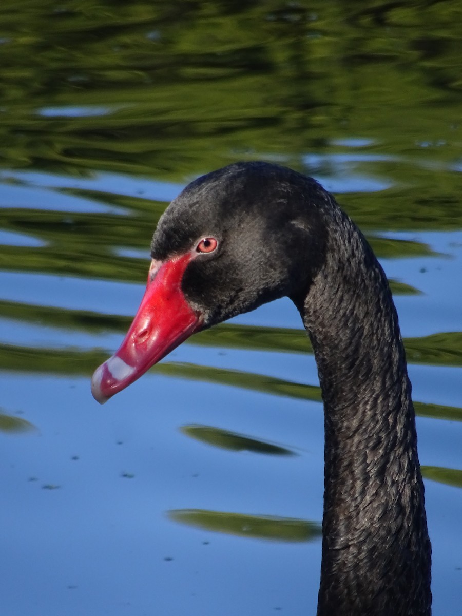 Black Swan - ML619717686