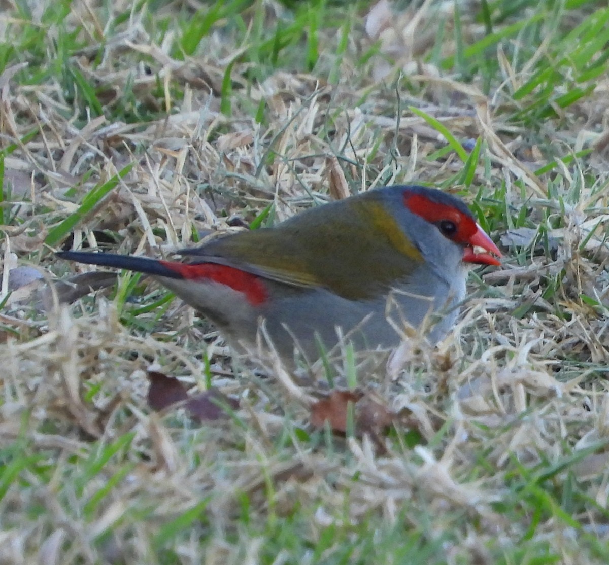 Red-browed Firetail - ML619717746