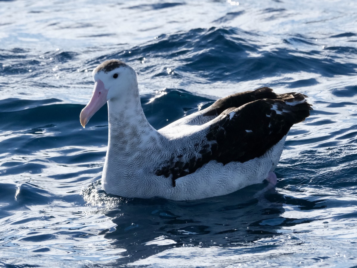 Antipodean Albatross (New Zealand) - ML619717856