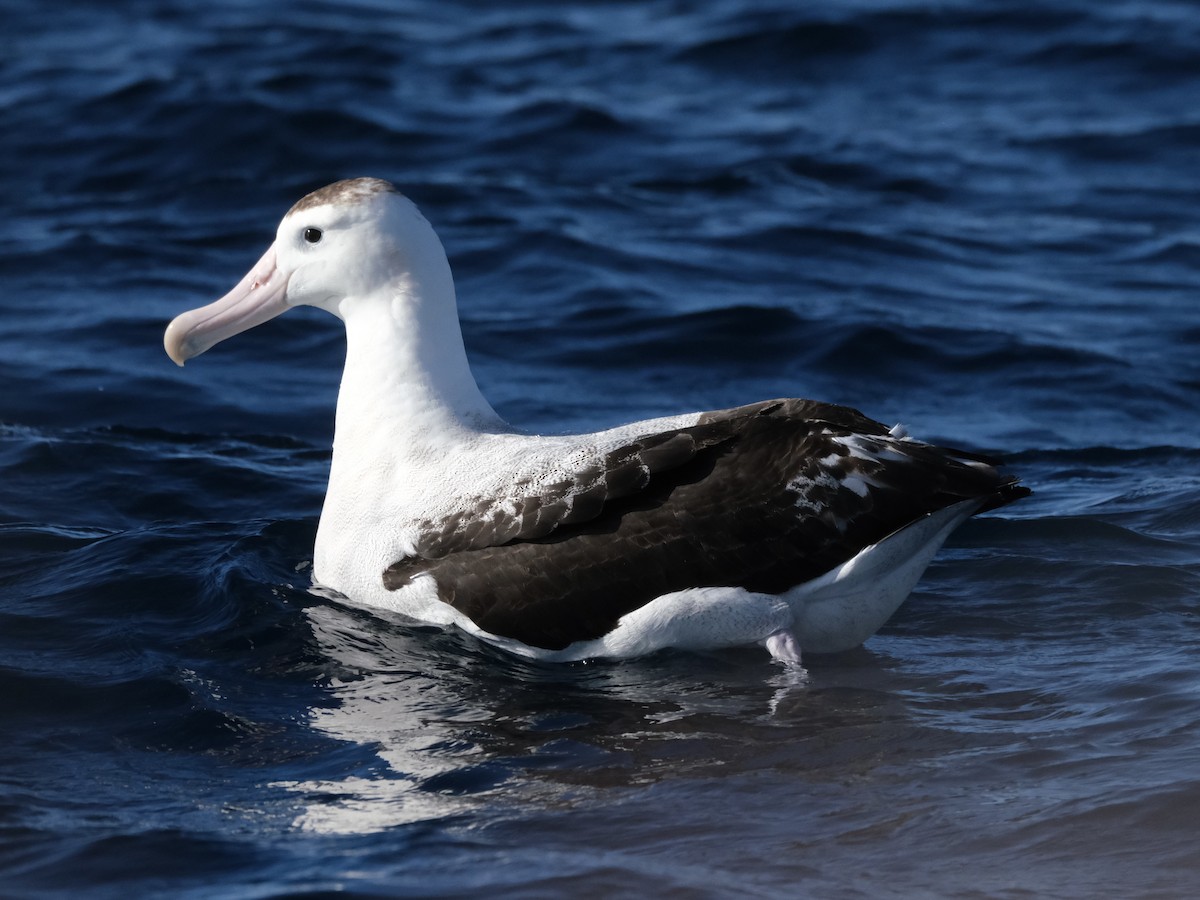 Antipodean Albatross (New Zealand) - ML619717857