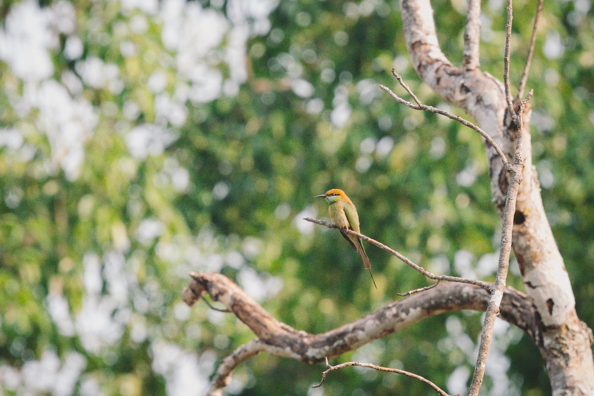 Asian Green Bee-eater - ML619717875