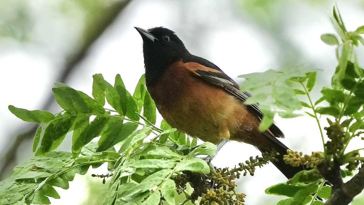 Orchard Oriole - ML619717887
