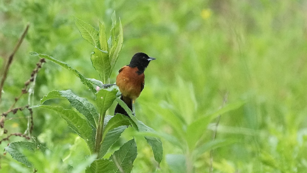 Orchard Oriole - ML619717894