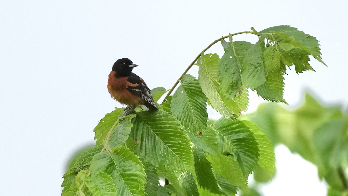 Orchard Oriole - ML619717896