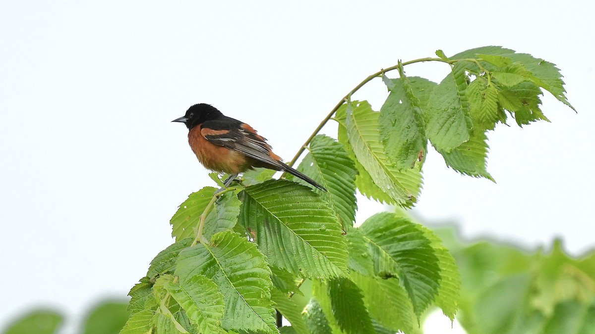 Orchard Oriole - ML619717898