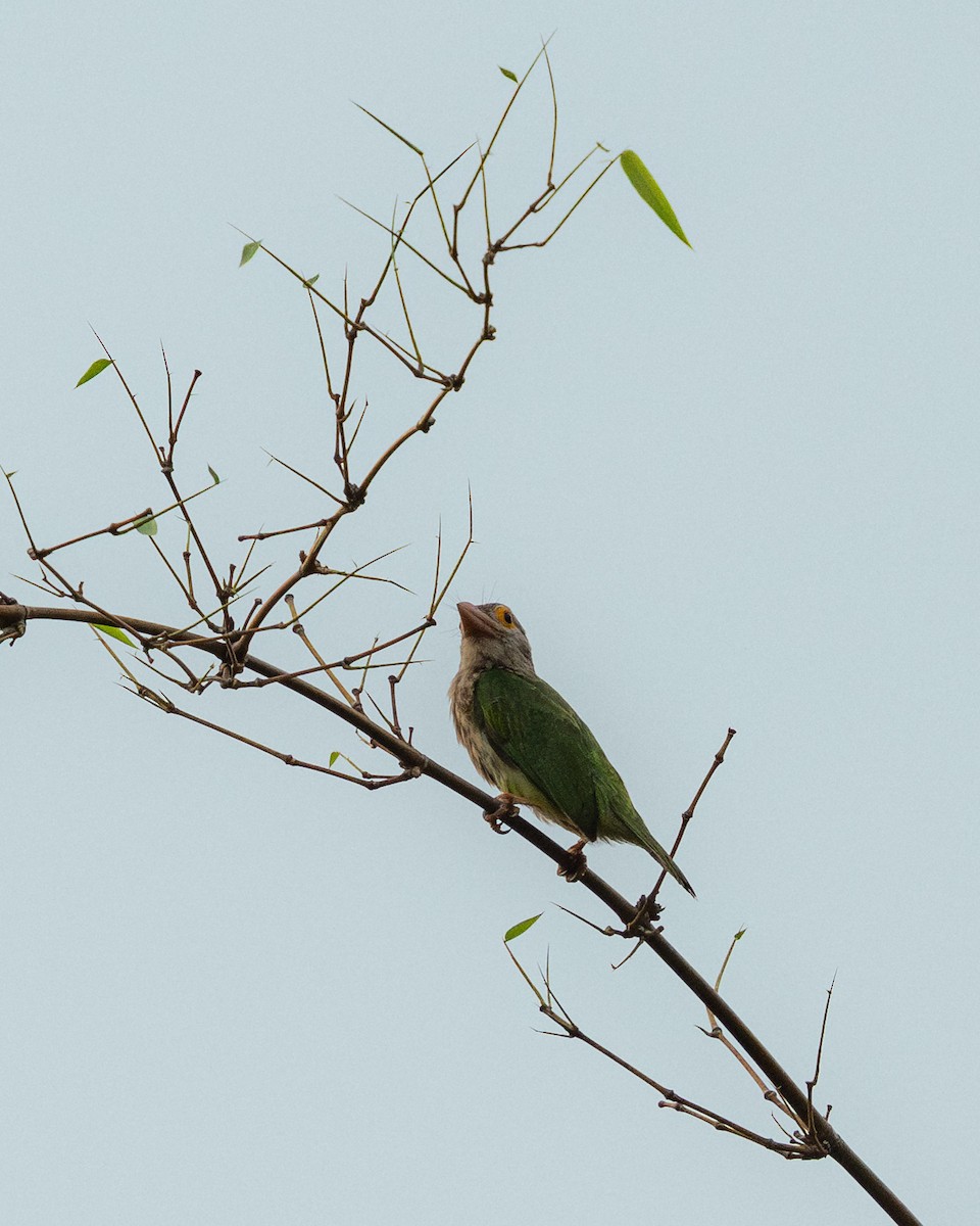 Lineated Barbet - ML619717903