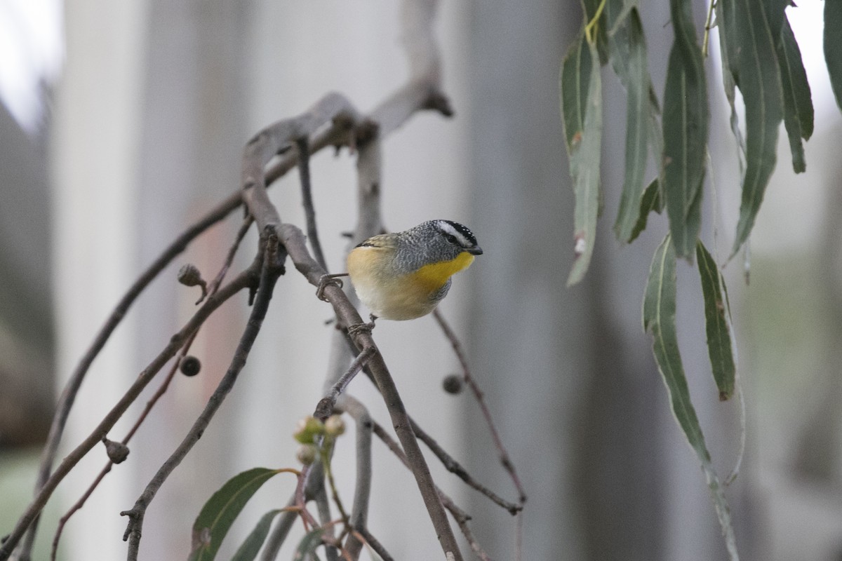 Spotted Pardalote - ML619717926