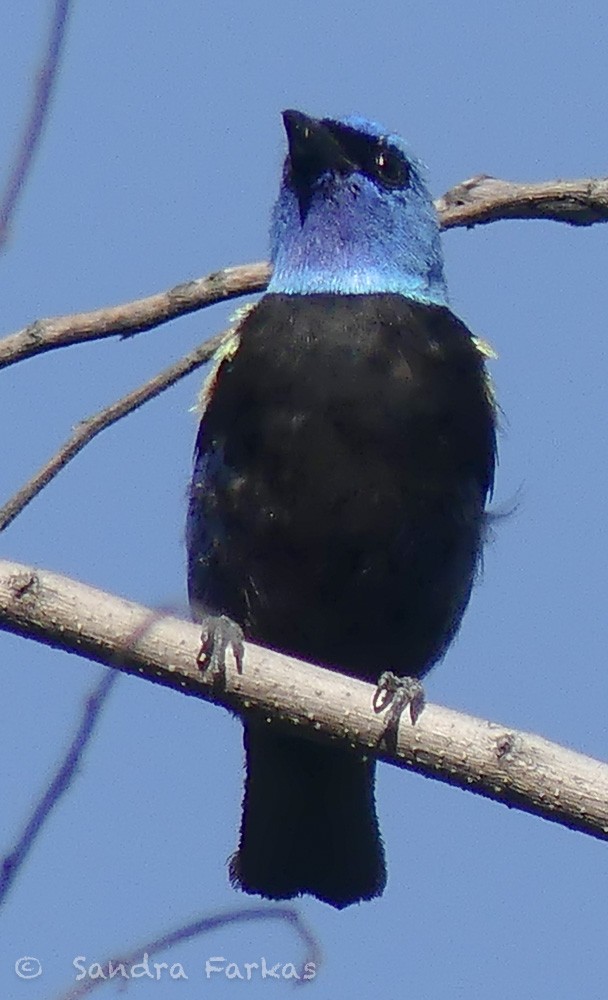 Blue-necked Tanager - ML619717927