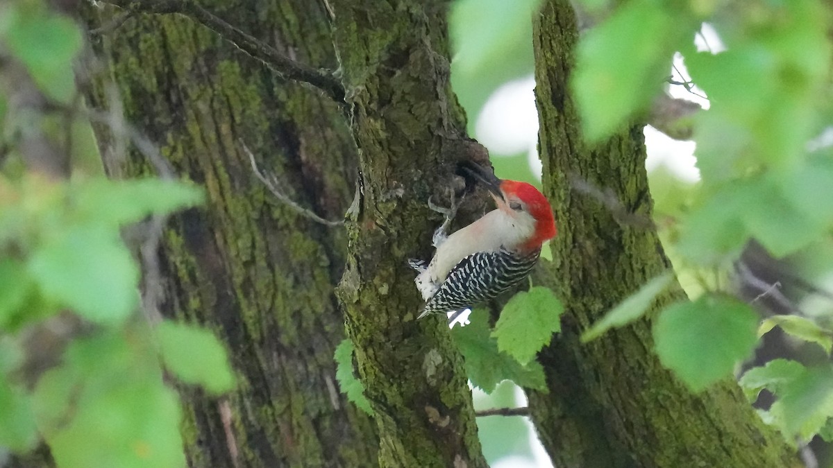 Red-bellied Woodpecker - ML619717930