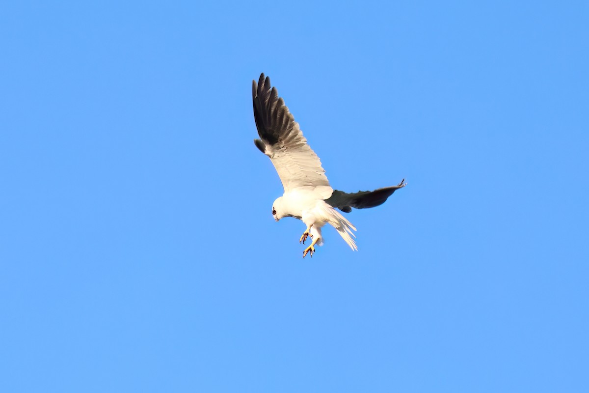 Black-shouldered Kite - ML619718010