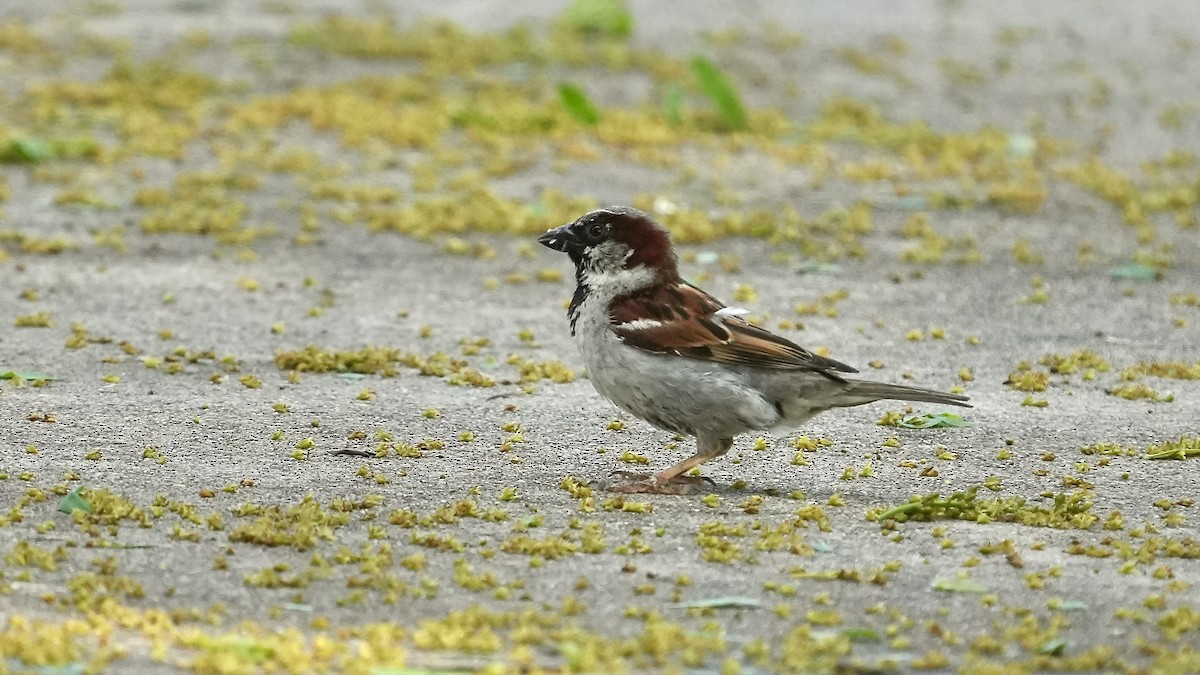House Sparrow - ML619718128