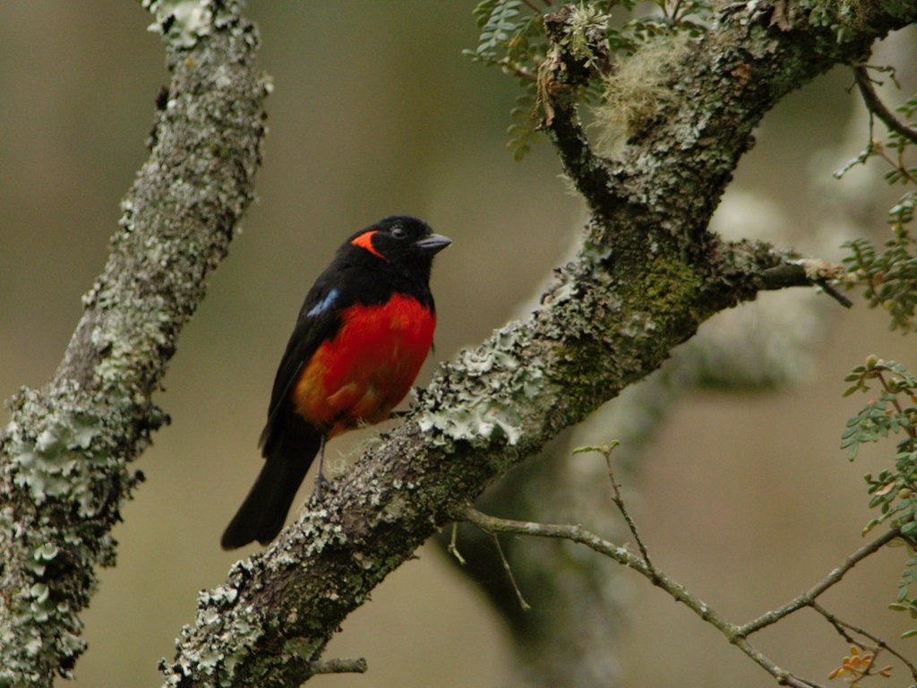 Scarlet-bellied Mountain Tanager - ML619718225