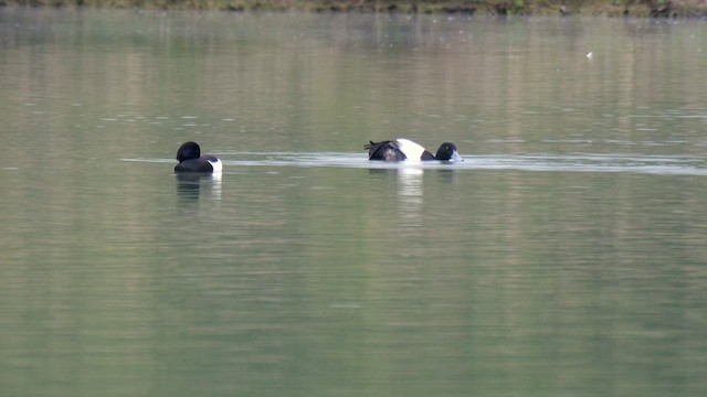 Greater Scaup - ML619718231