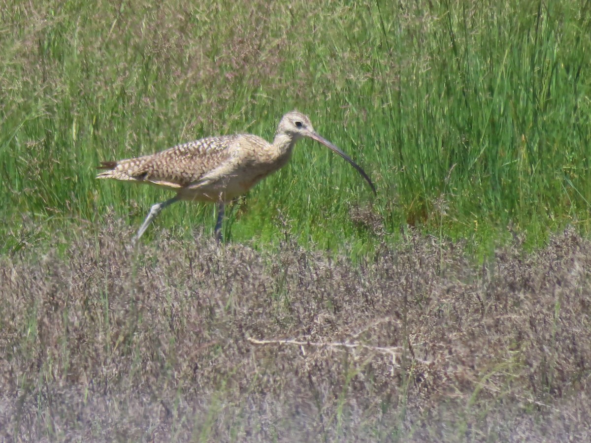 Long-billed Curlew - ML619718269