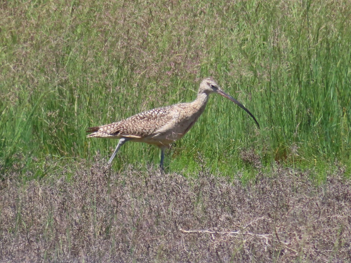 Long-billed Curlew - ML619718276